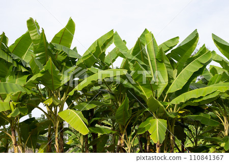 Banana tree in the garden Banana tree in the garden 110841367