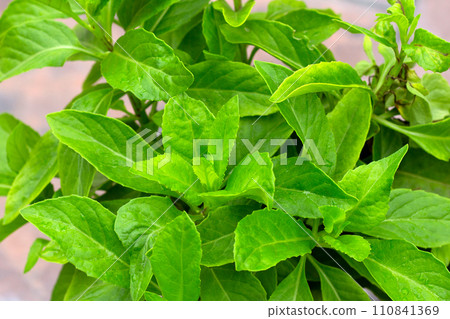 Purple passion vine, Purple velvel plant (Gynura divaricata (L.) DC.) 110841369