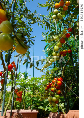 我在菜園裡的花盆裡種了很多櫻桃番茄。 我在菜園裡的花盆裡種了很多櫻桃番茄。 110841520