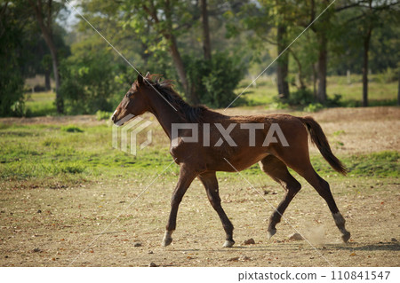 full body of female horse running on dusty field farm full body of female horse running on dusty field farm 110841547