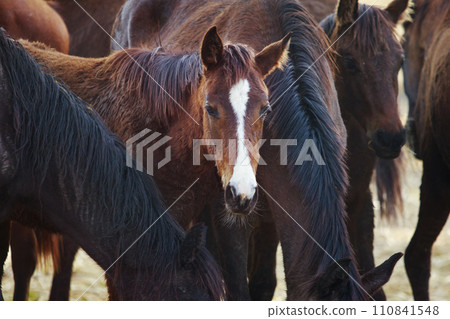 group of female horses drinking water at farm bowl 110841548