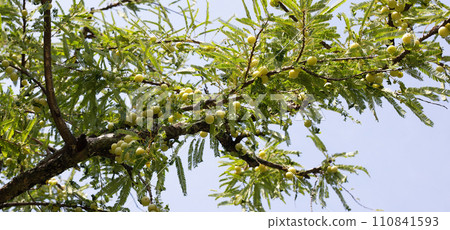 Phyllanthus emblica tree with fruits (Indian Gooseberry, Amla) Phyllanthus emblica tree with fruits (Indian Gooseberry, Amla) 110841593