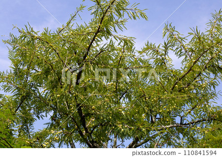 Phyllanthus emblica tree with fruits (Indian Gooseberry, Amla) Phyllanthus emblica tree with fruits (Indian Gooseberry, Amla) 110841594