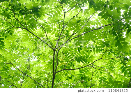I look up to the forest of fresh green I look up to the forest of fresh green 110841825