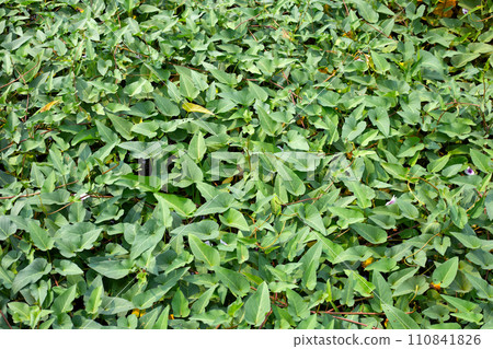Water spinach or river spinach, water morning glory Water spinach or river spinach, water morning glory 110841826