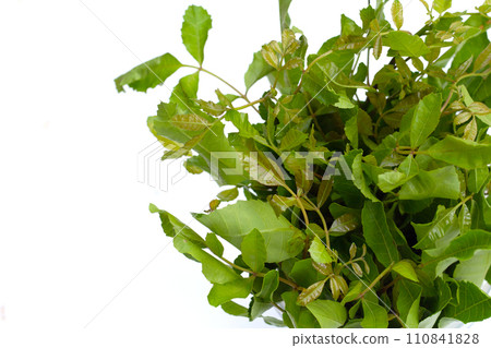 Brazilian peppertree leaves on white background. Brazilian peppertree leaves on white background. 110841828