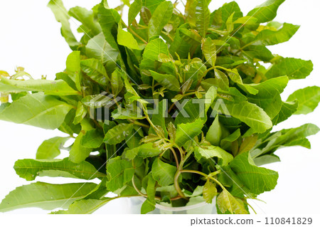 Brazilian peppertree leaves on white background. Brazilian peppertree leaves on white background. 110841829