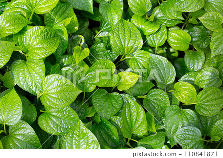 Fresh leaves of wild betel 110841871