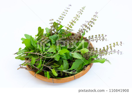 Holy basil on white background. Holy basil on white background. 110841908