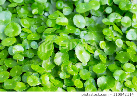 Fresh green centella asiatica leaves 110842114