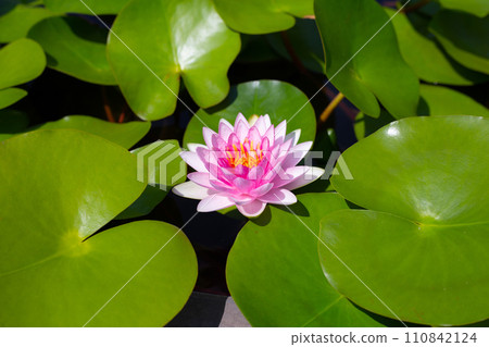 Beautiful water lily. Lotus water plant in a pot Beautiful water lily. Lotus water plant in a pot 110842124