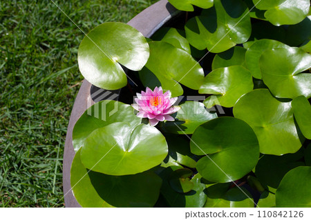 Beautiful water lily. Lotus water plant in a pot Beautiful water lily. Lotus water plant in a pot 110842126