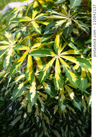Cassava plant (Manihot esculenta). Green and yellow leaves 110842137