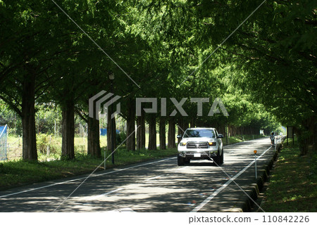 Metasequoia tree-lined road and cars 110842226