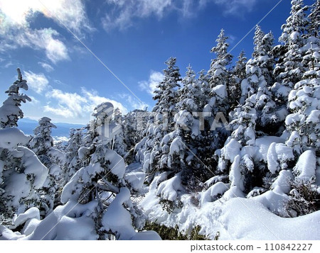 白雪覆蓋的樹木 110842227
