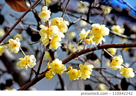 Rowbai (wax plum) 110842242