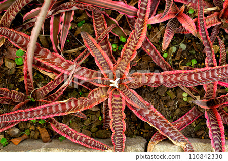 Bromeliad in the garden. Colorful plant leaves 110842330