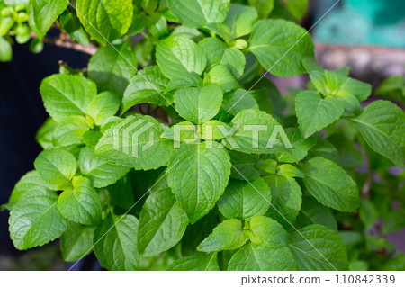 Tree Basil leaves (Ocimum gratissimum) Tree Basil leaves (Ocimum gratissimum) 110842339