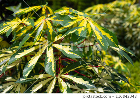 Cassava plant (Manihot esculenta). Green and yellow leaves Cassava plant (Manihot esculenta). Green and yellow leaves 110842348