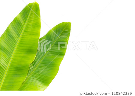 Fresh banana leaves on white background. 110842389