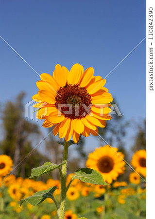 Sunflower field with blue sky. Beautiful summer landscape. 110842390
