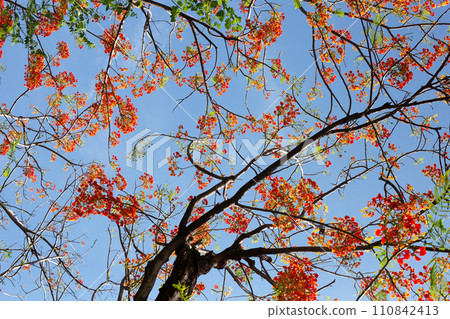 Barbados pride flower or dwarf poinciana, flower fence, paradise flower, peacock's crest, pride of barbados Barbados pride flower or dwarf poinciana, flower fence, paradise flower, peacock's crest, pride of barbados 110842413