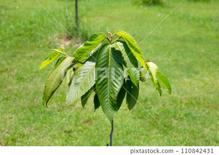 Yang tree (Dipterocarpus alatus Roxb. ex G.Don) 110842431