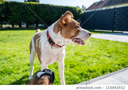 German Boxer dog and a mix dog playing together on the green grass in the garden 110842652