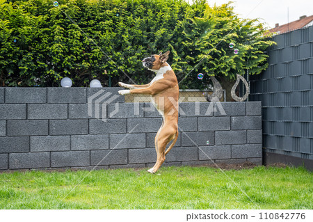 8 months young purebred golden german boxer dog puppy jumping catching soap bubbles 110842776