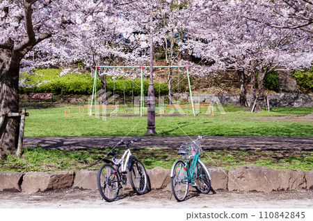 Cherry blossom park in full bloom and two bicycles Cherry blossom park in full bloom and two bicycles 110842845