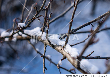 A tree branch in the snow. Natural A tree branch in the snow. Natural 110843274