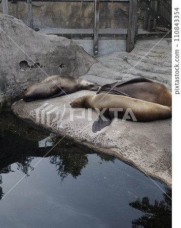 海獅在岩石上休息 110843354