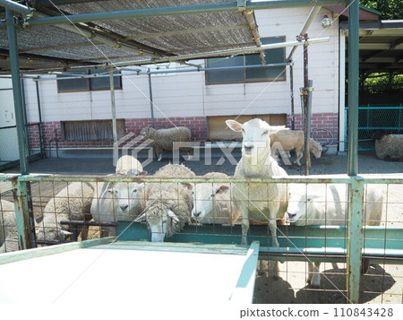 Feed the goats 110843428