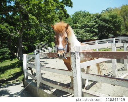 農場裡的小馬 110843429