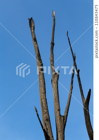 Burnt tree against the sky 110843475