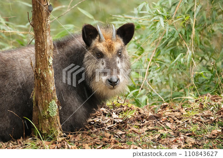 日本羚羊在多雪的森林裡 日本羚羊在多雪的森林裡 110843627