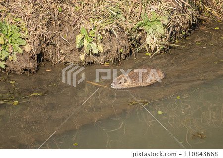 Nutria swimming in an irrigation canal 110843668