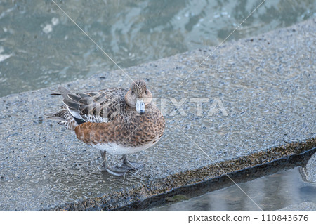 Wigeon女 Wigeon女 110843676