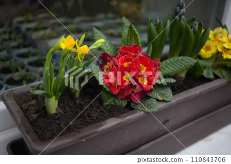 Spring flowers - daffodils, polyanthus and hyacinth - in the box 110843706