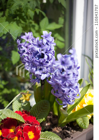 Spring flowers - daffodils, polyanthus and hyacinth in the box 110843707