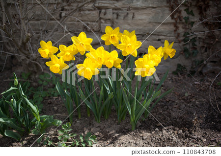 Nice daffodils in front of the stone wall Nice daffodils in front of the stone wall 110843708