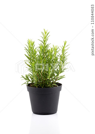 rosemary inside a black pot 110844083
