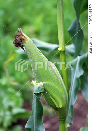Sweetcorn cob on plant with silks in close up Sweetcorn cob on plant with silks in close up 110844479