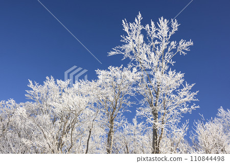 snow covered trees and blue sky 110844498