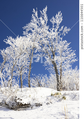 snow covered trees and blue sky 110844501
