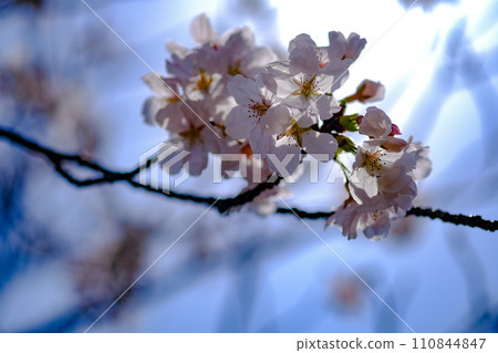 Close-up of cherry blossoms ① 110844847