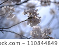 櫻花特寫② 110844849