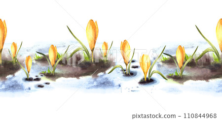 Watercolor painted illustration seamless pattern, border. Spring, the awakening of nature. Melting snow primary plants yellow crocuses. Flowers sprouting through the snow Isolated white background Watercolor painted illustration seamless pattern, border. Spring, the awakening of nature. Melting snow primary plants yellow crocuses. Flowers sprouting through the snow Isolated white background 110844968