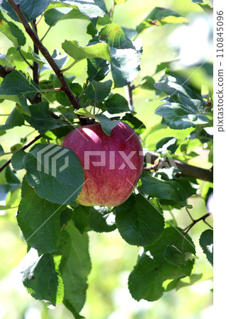 Red ripe Orlovskoe striped apple on a branch 110845096