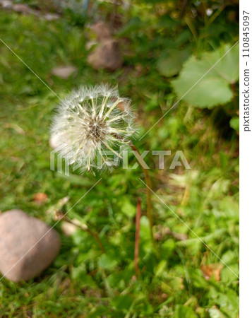 Ripe dandelion with white fluffs 110845097